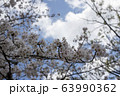 公園の桜【ソメイヨシノ】 63990362