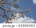 公園の桜【ソメイヨシノ】 63990363