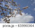公園の桜【ソメイヨシノ】 63990364