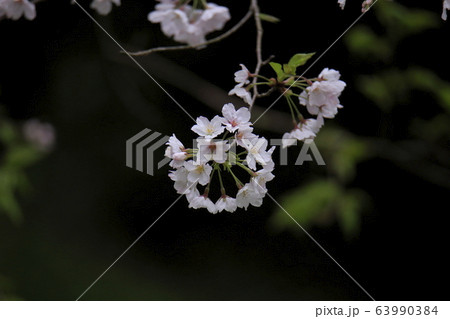 荒尾市　四ツ山神社　桜、 63990384