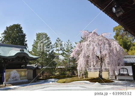 【京都府】高台寺・波心庭の枝垂桜 63990532