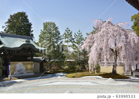 【京都府】高台寺・波心庭の枝垂桜 63990533
