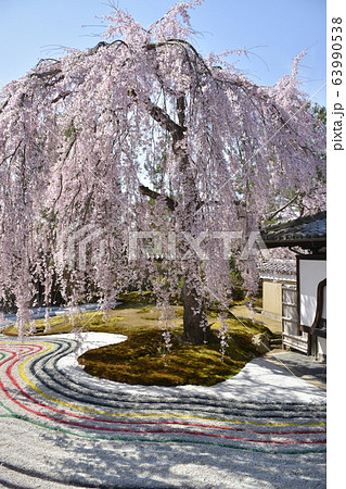 【京都府】高台寺・波心庭の枝垂桜 63990538