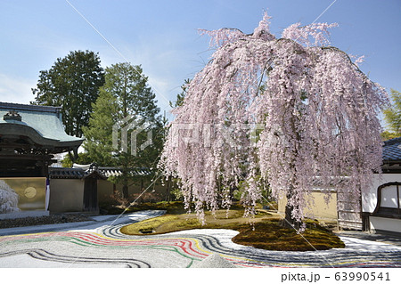 【京都府】高台寺・波心庭の枝垂桜 63990541