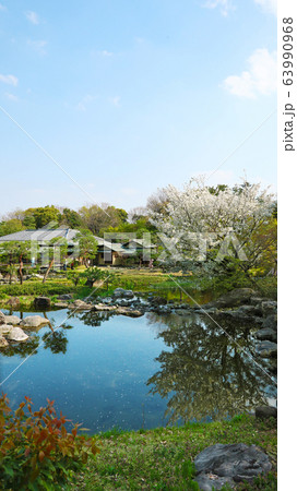 愛知県　名古屋市　白鳥庭園　桜 63990968