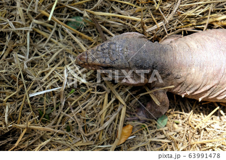 Tegu red lizard from Argentina on ground - Image 63991478