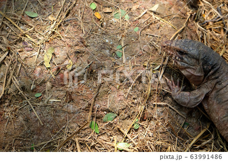 Tegu red lizard from Argentina on ground - Image 63991486