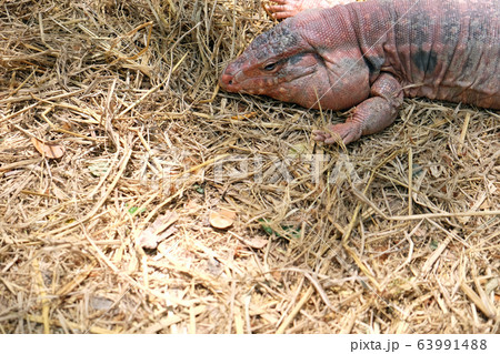 Tegu red lizard from Argentina on ground - Image 63991488