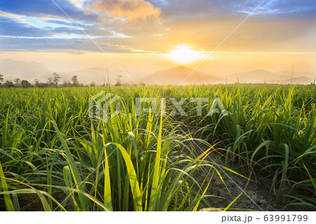 Sugarcane field at sunset. sugarcane is a grass of 63991799
