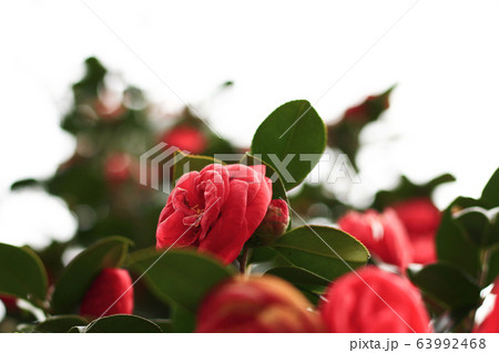 自然 木 花 63992468