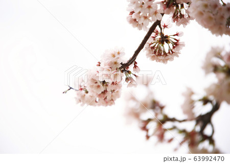 自然 木 花 63992470