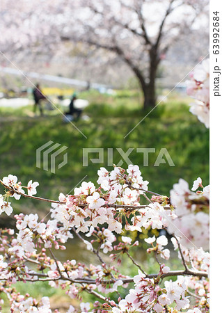 黒目川の桜 黒目川の桜 63992684