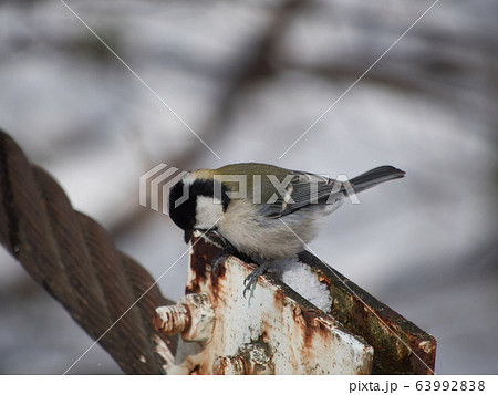 旭山記念公園のシジュウカラ 旭山記念公園のシジュウカラ 63992838