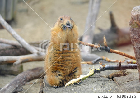 動物園 人気者 動物園 人気者 63993335