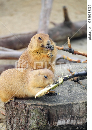 動物園　人気者 63993336