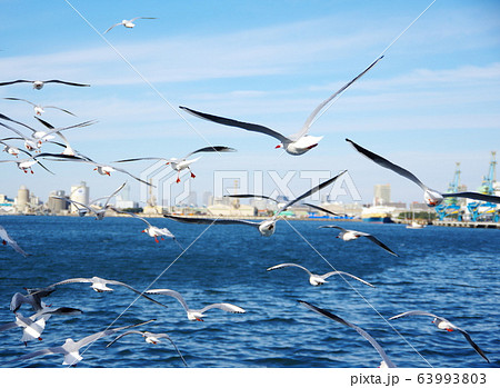 ユリカモメ ユリカモメ 63993803