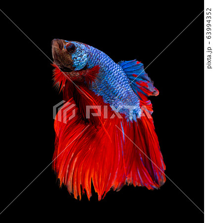 Beautiful betta splendens half moon siamese betta Beautiful betta splendens half moon siamese betta 63994352
