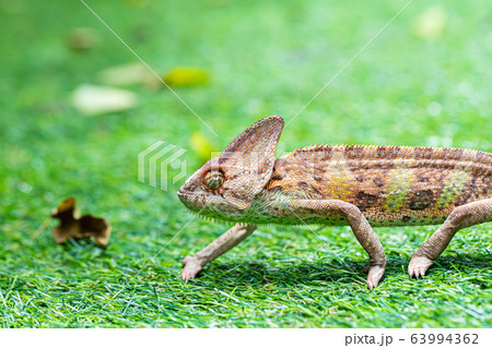 Veiled chameleon (chamaeleo calyptratus) in 63994362