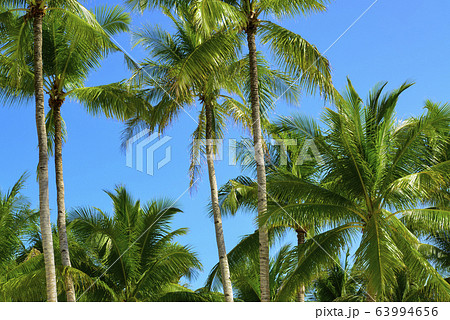 フィリピン　パンゴラオ　青空バックのヤシの木 63994656