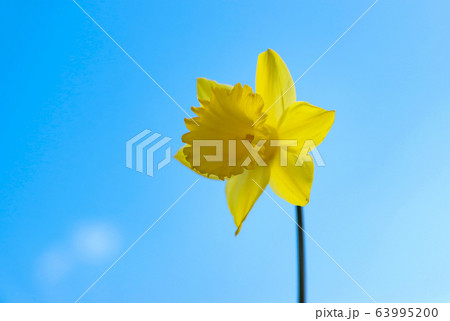 The opened flower of a yellow daffodil. 63995200