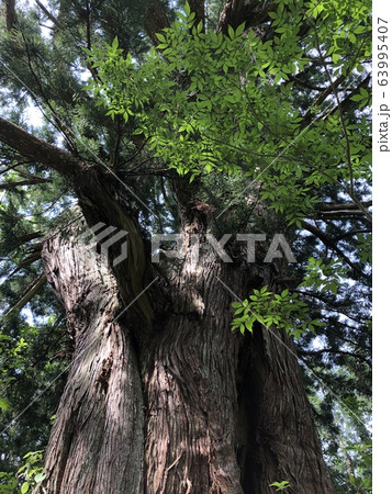 洞杉（立山杉） 63995407