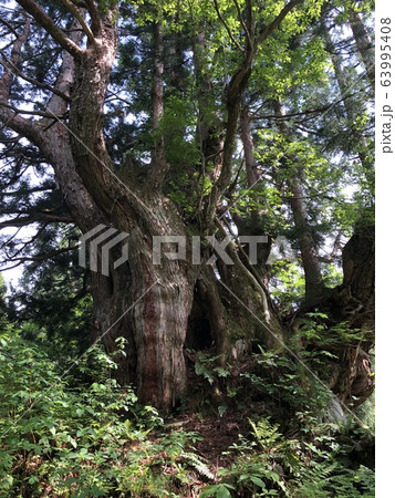 洞杉(立山杉) 洞杉(立山杉) 63995408