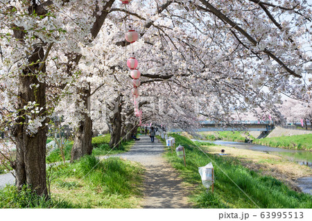 黒目川の桜 黒目川の桜 63995513