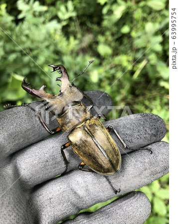 ミヤマクワガタ Lucanus maculifemoratus ミヤマクワガタ Lucanus maculifemoratus 63995754