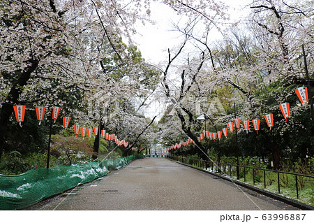 珍しく満開の桜の時期に雪の降った上野恩賜公園の桜と雪 63996887