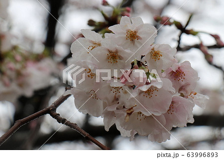 珍しく満開の桜の時期に雪の降った上野恩賜公園の桜と雪 63996893