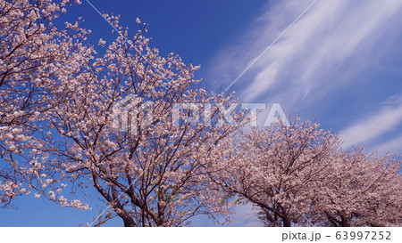 春イメージ（桜の花） 63997252
