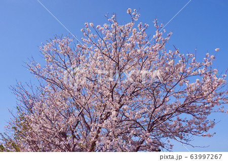 春イメージ（桜の花） 63997267