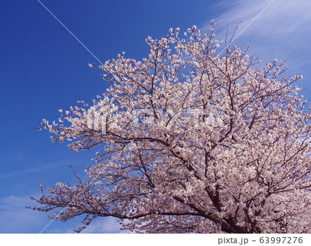 春イメージ（桜の花） 63997276