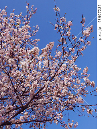春イメージ(桜の花) 春イメージ(桜の花) 63997282