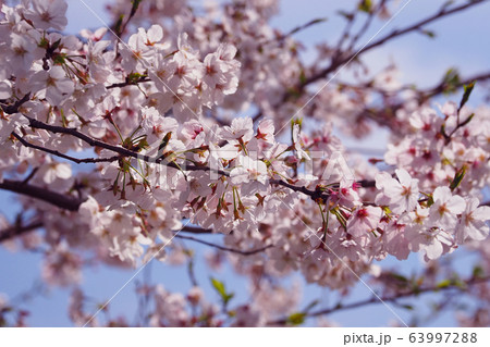 春イメージ（桜の花） 63997288