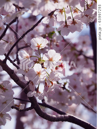 春イメージ(桜の花) 春イメージ(桜の花) 63997293