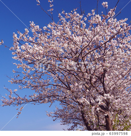 春イメージ(桜の花) 春イメージ(桜の花) 63997598