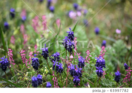 Grape hyacinth, Muscari armeniacum, is spring 63997782