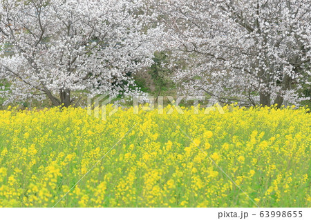 桜と菜の花 桜と菜の花 63998655