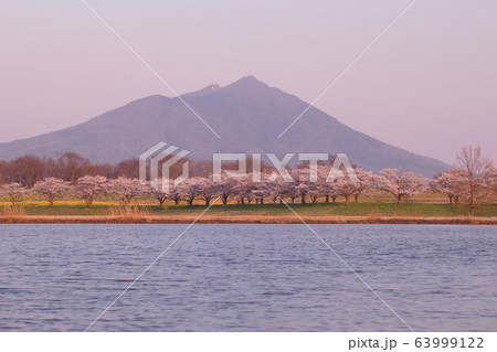 筑西市　母子島遊水地から見た筑波山と桜並木 63999122