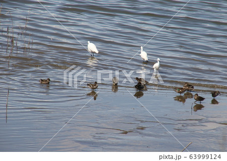 晴れた日に六郷川で白サギとかもの食事 晴れた日に六郷川で白サギとかもの食事 63999124
