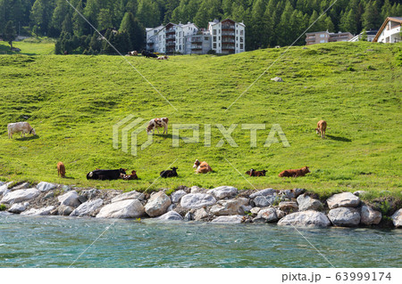 Cows grazing grass on pasture in Switzerland Cows grazing grass on pasture in Switzerland 63999174