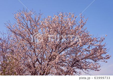 春イメージ(桜の花) 春イメージ(桜の花) 63999733