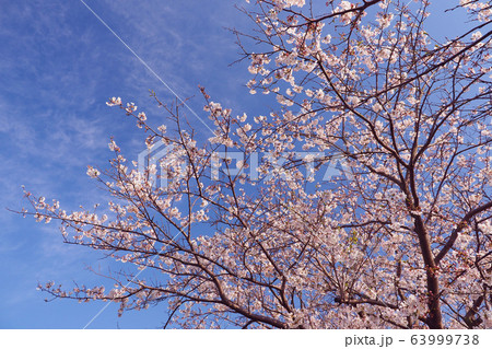 春イメージ(桜の花) 春イメージ(桜の花) 63999738