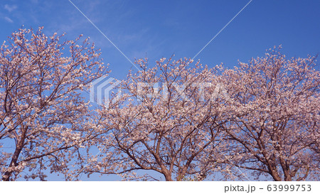 春イメージ(桜の花) 春イメージ(桜の花) 63999753