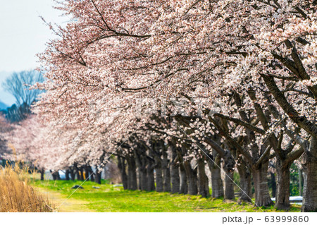 青空と一目千本桜 宮城県大河原町 青空と一目千本桜 宮城県大河原町 63999860