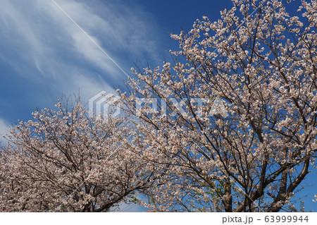 春イメージ(桜の花) 春イメージ(桜の花) 63999944