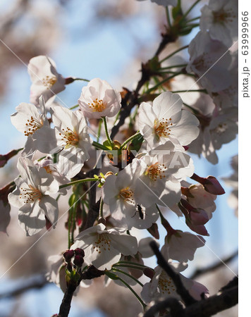 春イメージ(桜の花) 春イメージ(桜の花) 63999966
