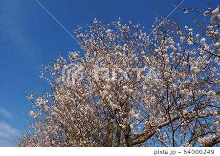 春イメージ（桜の花） 64000249