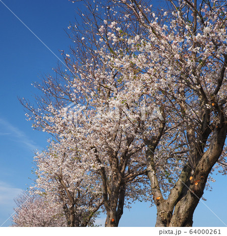 春イメージ（桜の花） 64000261